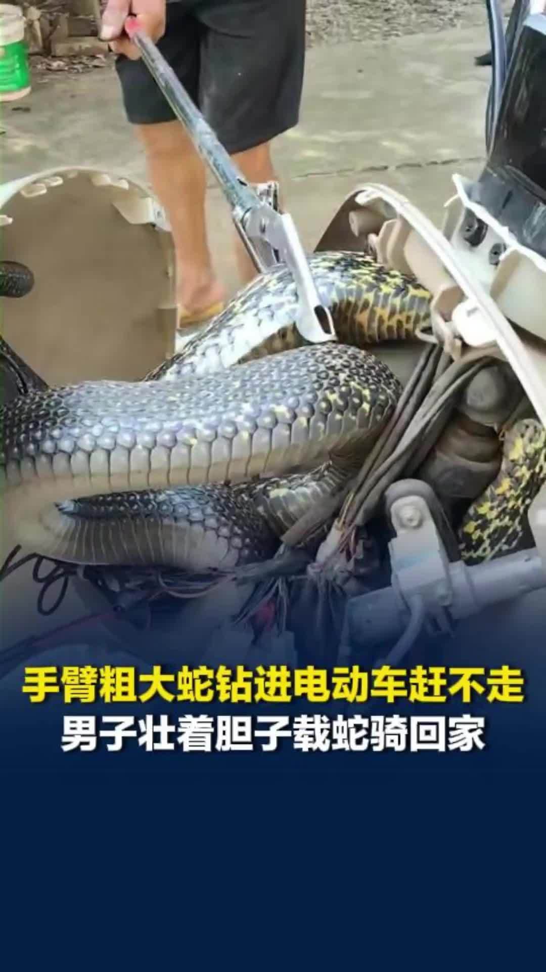 手臂粗大蛇钻进电动车死活不走，男子壮着胆子载蛇回家，20分钟路程骑出一身冷汗