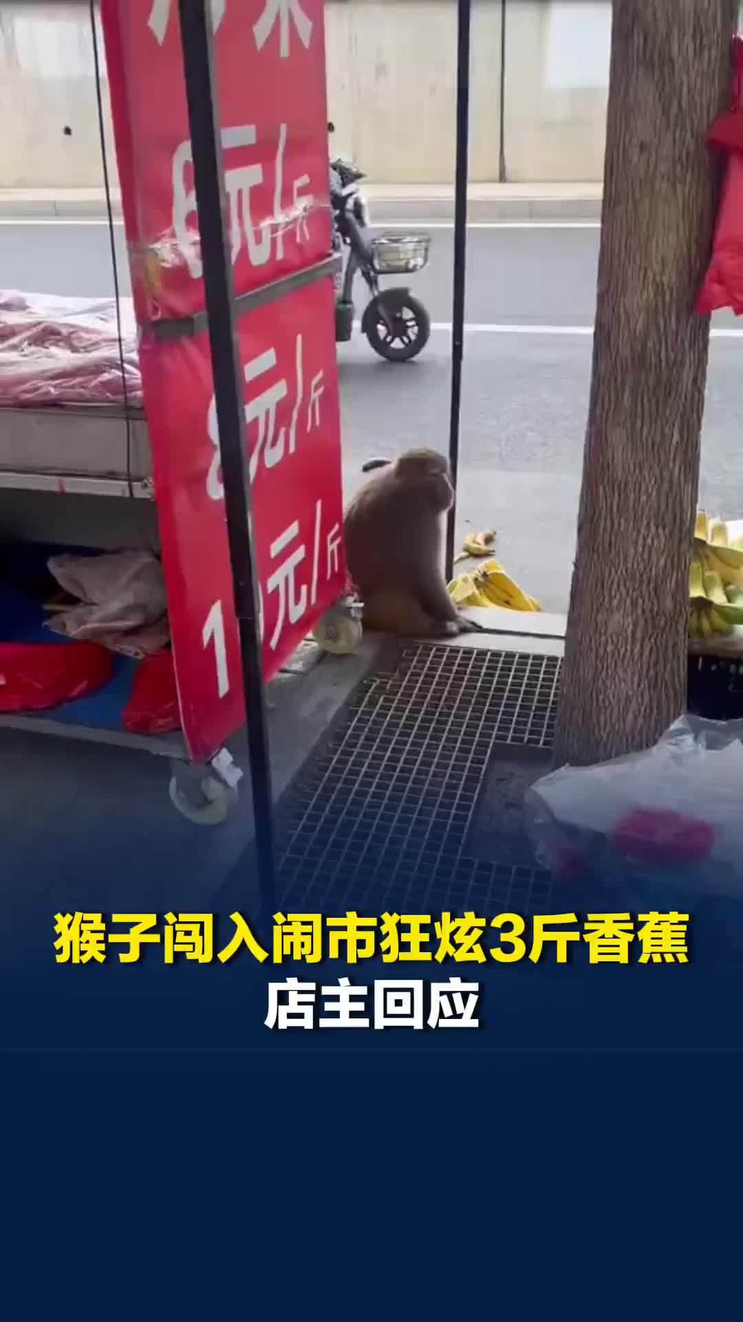 猴子闯入闹市狂炫3斤香蕉，店主回应：猴子挺好，让它吃吧