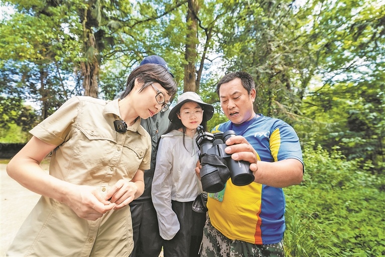 5月18日,婺源县太白镇程家湾村的山林里,江西农业大学林学院教授张微微(左一)带着学生驻扎野外,向当地护鸟员了解蓝冠噪鹛近期的活动情况。