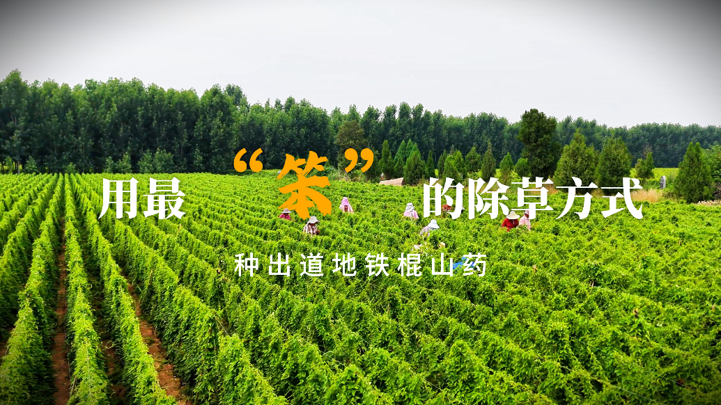 用最“笨”的除草方式，种出道地铁棍山药