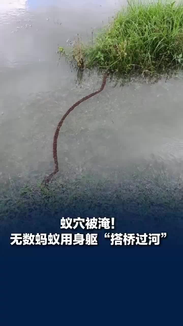 暴雨后蚂蚁用身躯搭桥过河