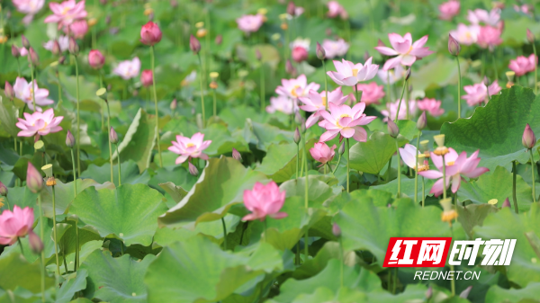 荷花-1.bmp