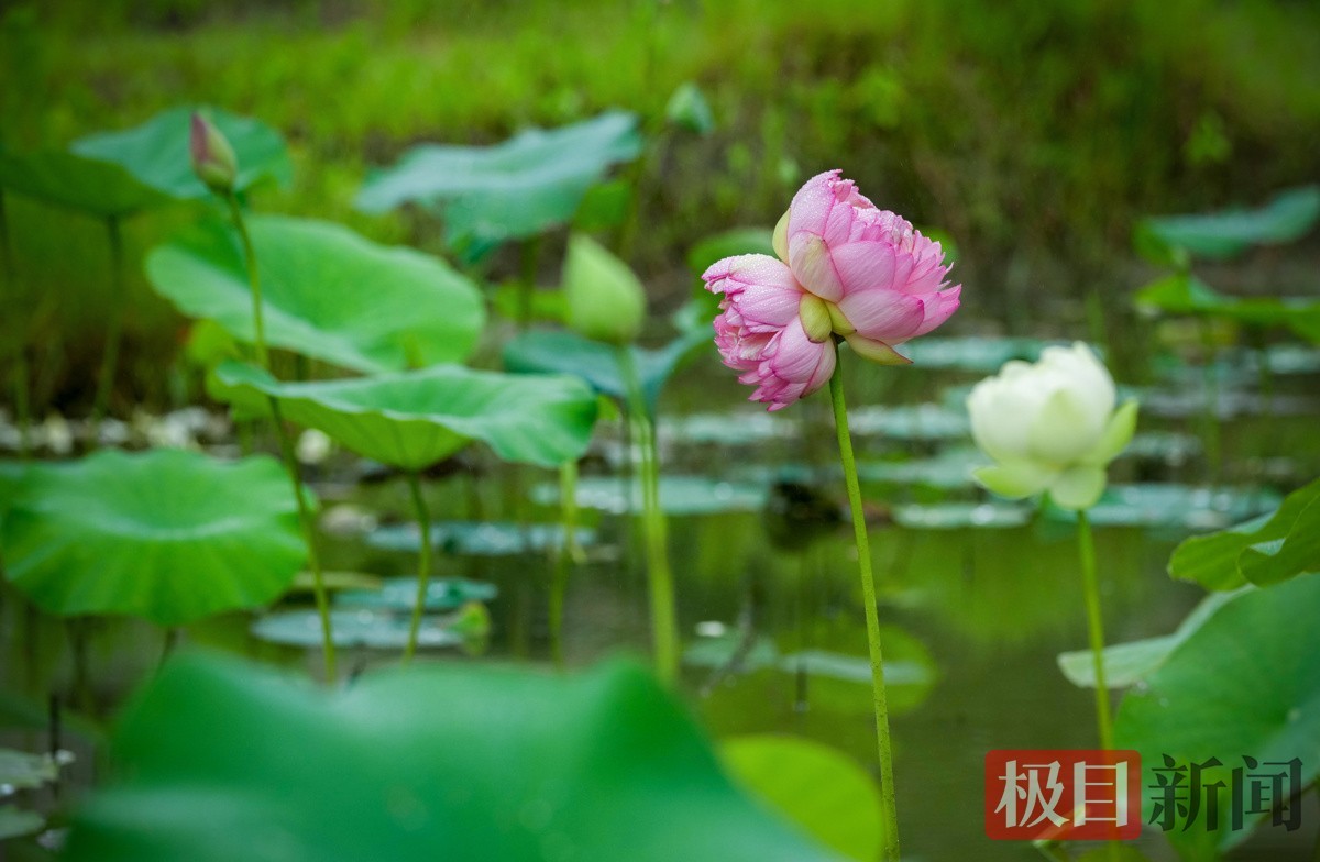 记者6月13日现场拍摄的并蒂莲