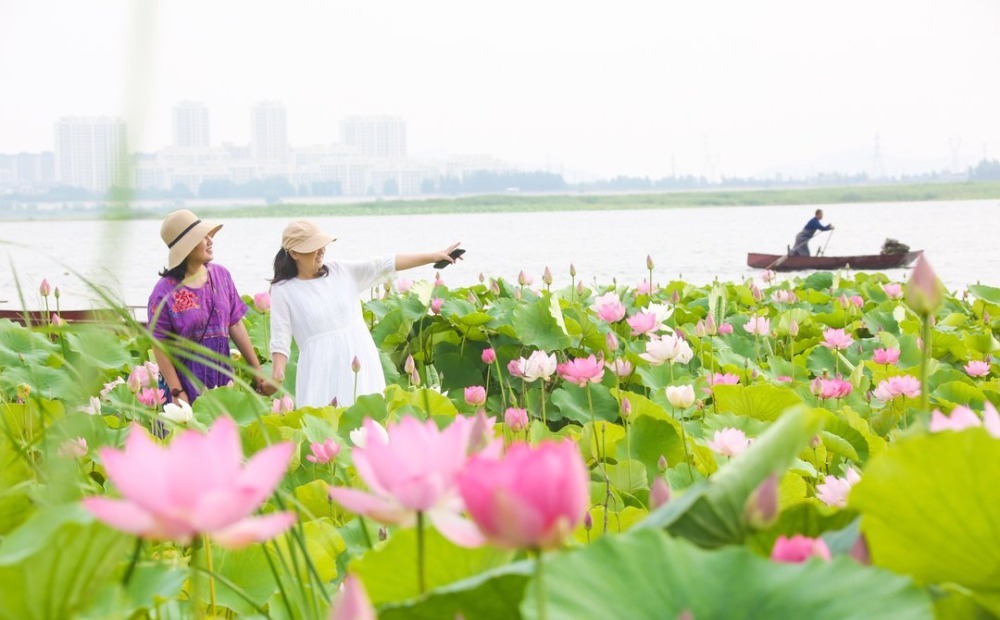 邹城：孟子湖畔荷花开  