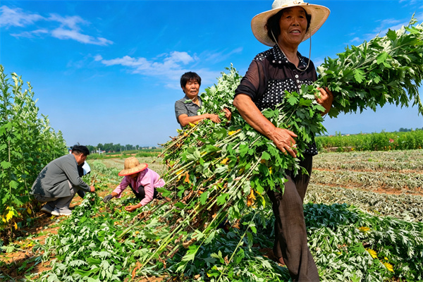 艾草收割现场。南阳市委网信办供图