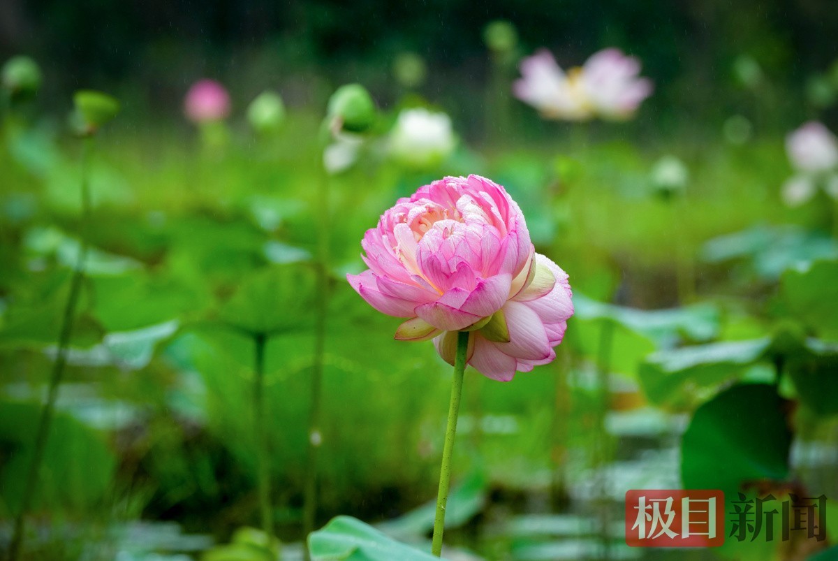 记者6月13日现场拍摄的并蒂莲