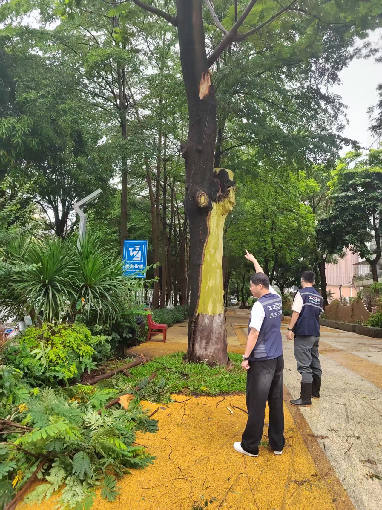 暴雨红色预警紧急响应!西乡街道全力筑牢防汛安全坚固防线