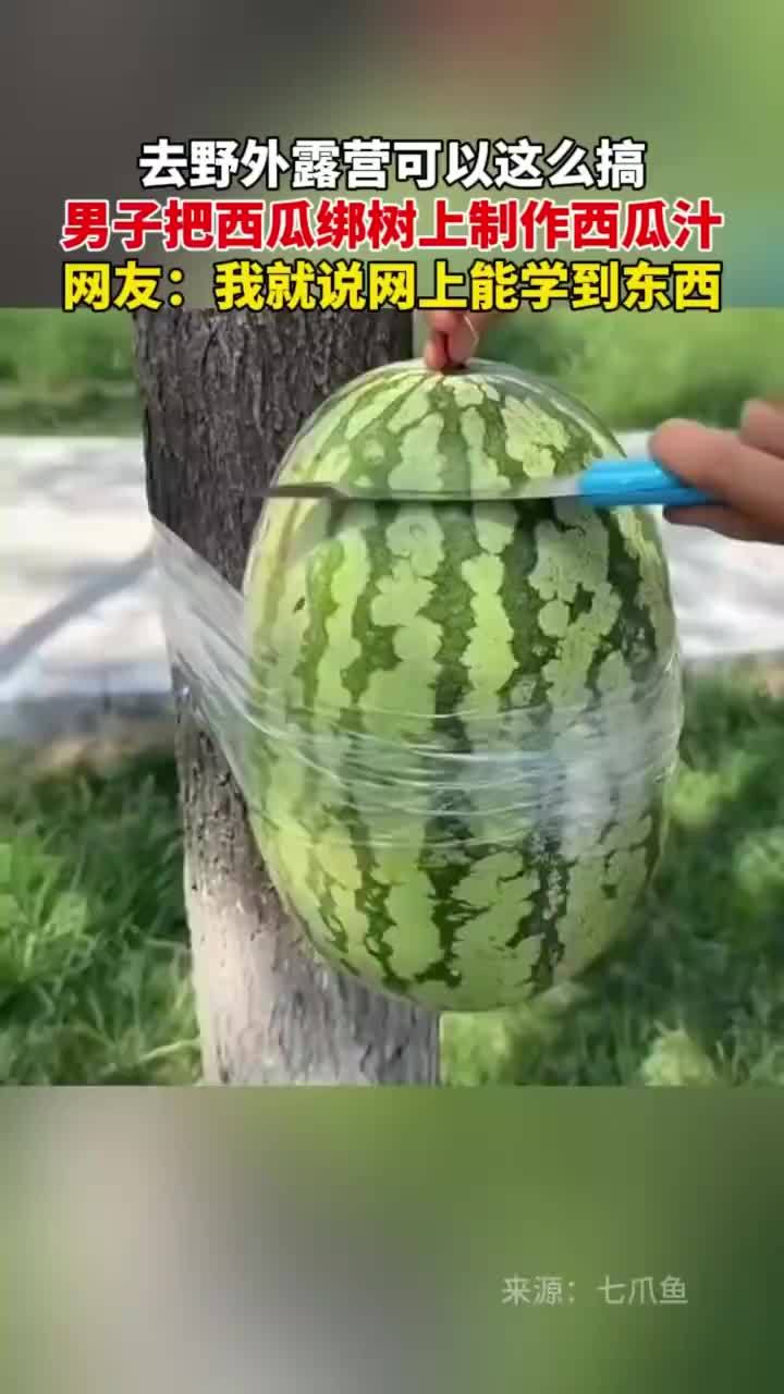 男子把西瓜绑树上制作西瓜汁