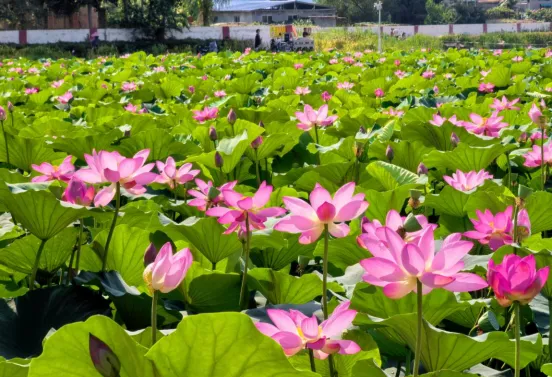 不止牡丹!菏泽夏日荷塘盛放多处美景等你来打卡(图5)
