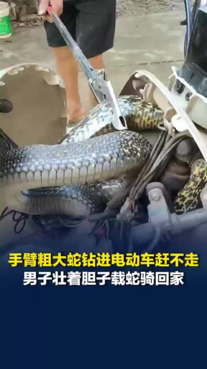 手臂粗大蛇钻进电动车死活不走，男子载蛇回家20分钟骑出一身冷汗