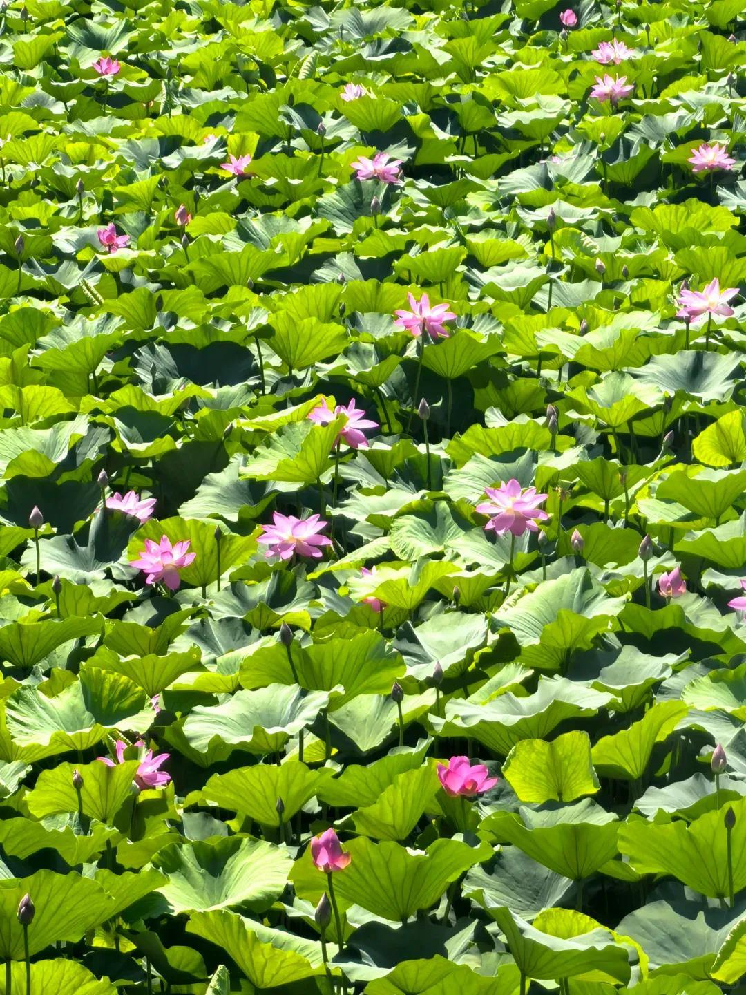 不止牡丹!菏泽夏日荷塘盛放多处美景等你来打卡(图8)