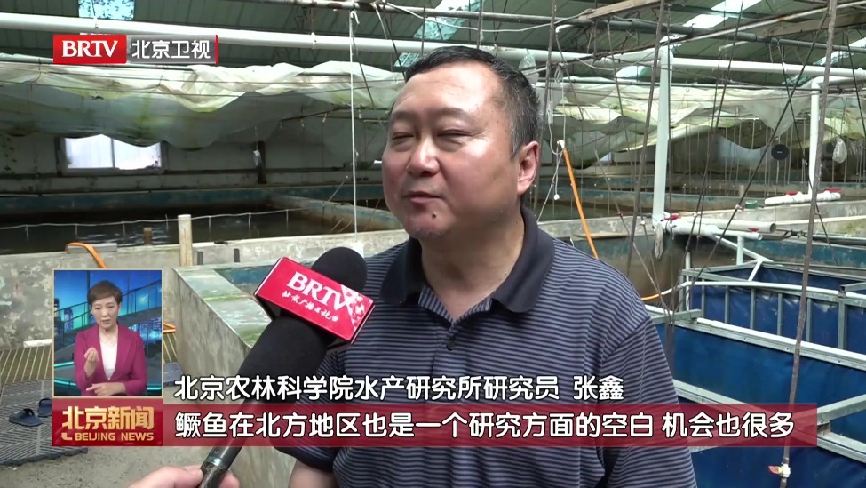 一尾鱼带活一条链 顺义“易驯化”鳜鱼破解北方养殖难题