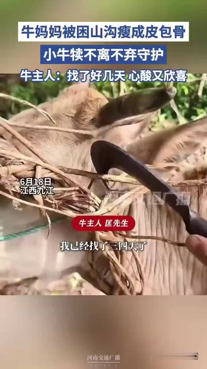 牛妈妈被困山沟瘦成皮包骨，小牛犊始终不离不弃