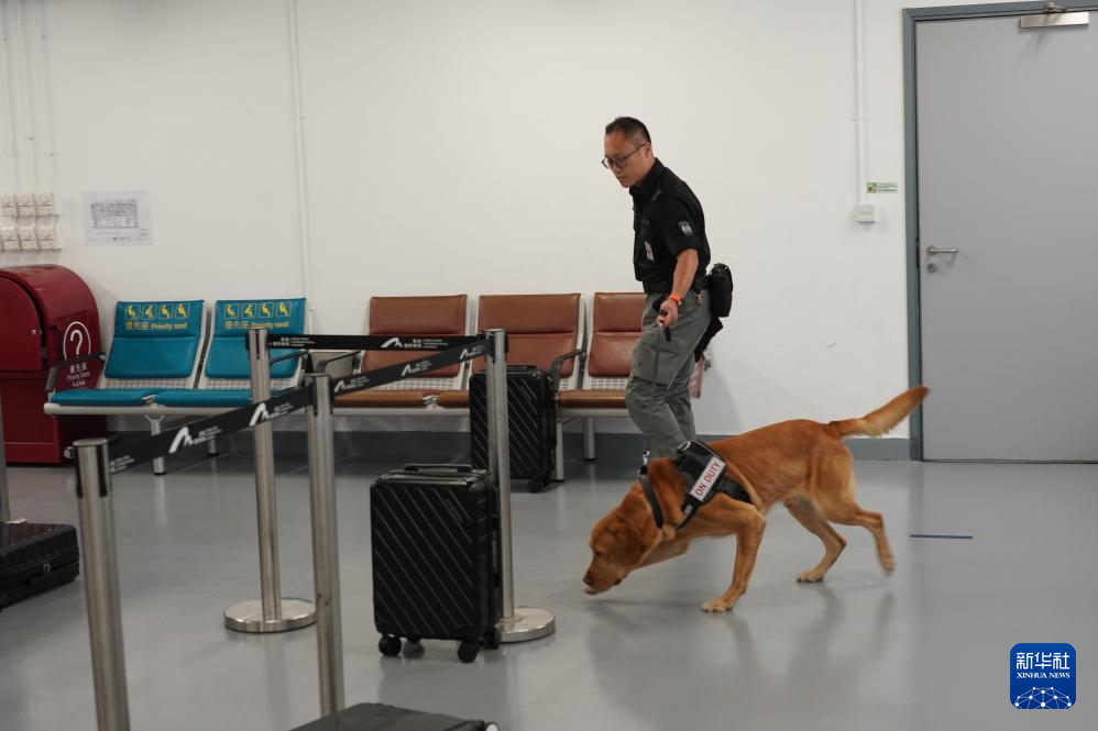 这是机场保安犬只在进行搜索训练（6月8日摄）。 新华社发（香港机场管理局供图）