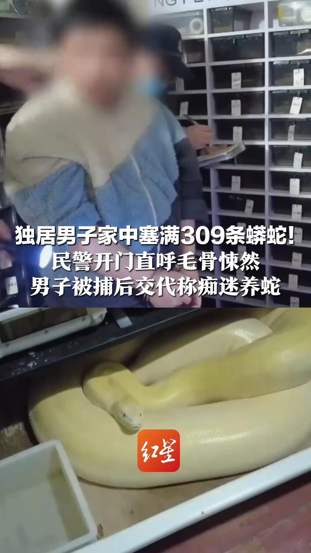 独居男子家中塞满309条蟒蛇！民警开门直呼毛骨悚然 男子被捕后交代称痴迷养蛇 “感觉自己像在造物”