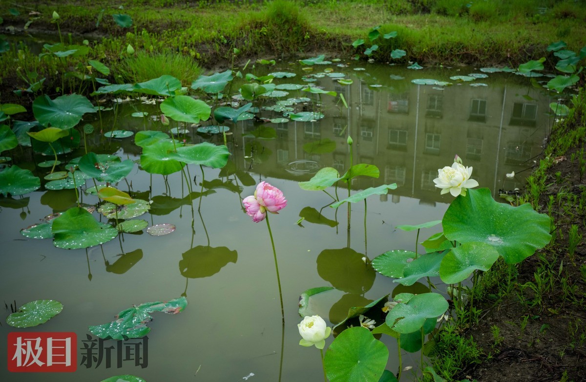 记者6月13日现场拍摄的并蒂莲