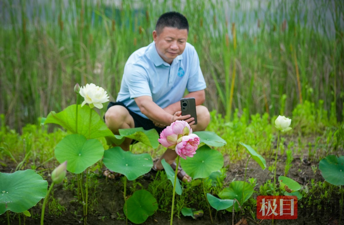 肖克炎密切关注这株罕见的并蒂莲