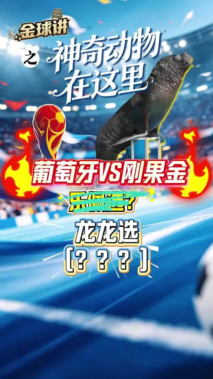 葡萄牙VS刚果（金） 龙龙选？ 准确率16.7％的乐佩有事去了？由乐佩的朋友龙龙上阵。今天我们就来一起看看，自称长得眉清目秀与黑不溜秋之间的大聪明海狮龙龙，预测的结果如何？#美墨加世界杯