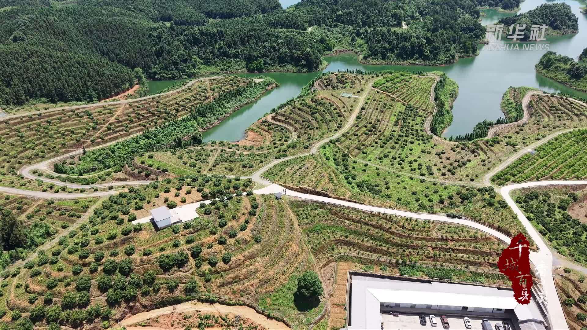 千城百县看中国｜湖南武冈：杨梅飘香迎丰收
