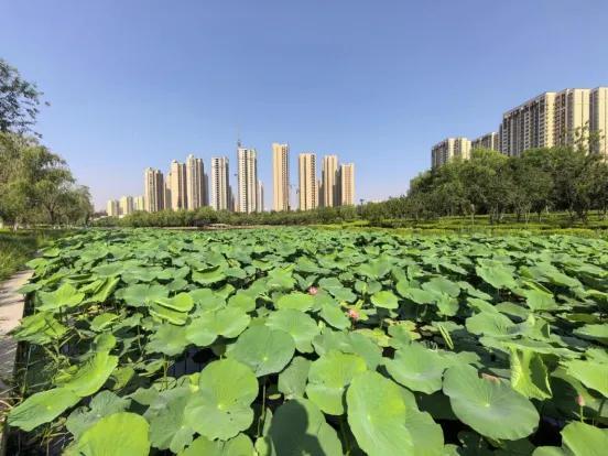 不止牡丹!菏泽夏日荷塘盛放多处美景等你来打卡(图2)