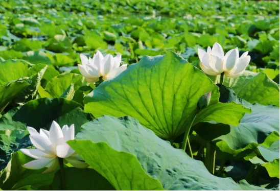 不止牡丹!菏泽夏日荷塘盛放多处美景等你来打卡(图3)