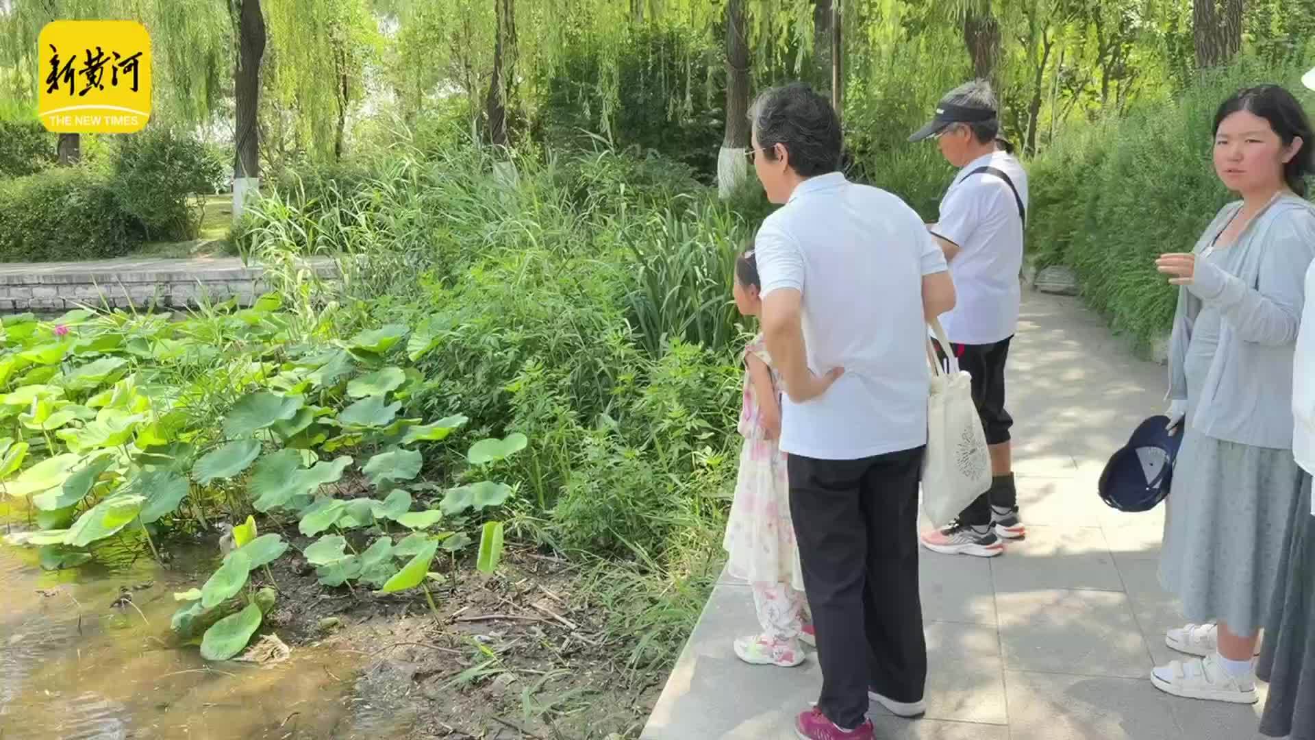 碧荷连天萌鸭嬉戏，济南大明湖“鸭家族”成夏日新晋顶流