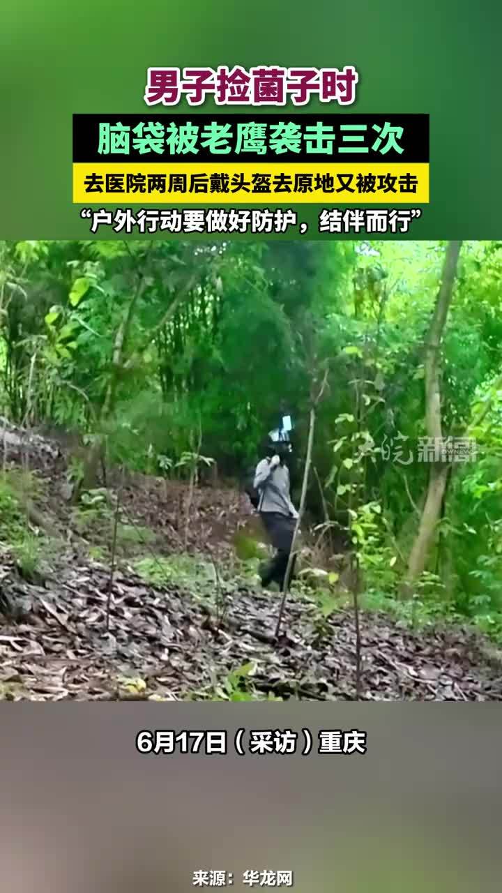 男子捡菌子时脑袋被老鹰袭击三次，去医院两周后戴头盔去原地又被攻击，“户外行动要做好防护，结伴而行”#男子捡菌子时脑袋被老鹰袭击