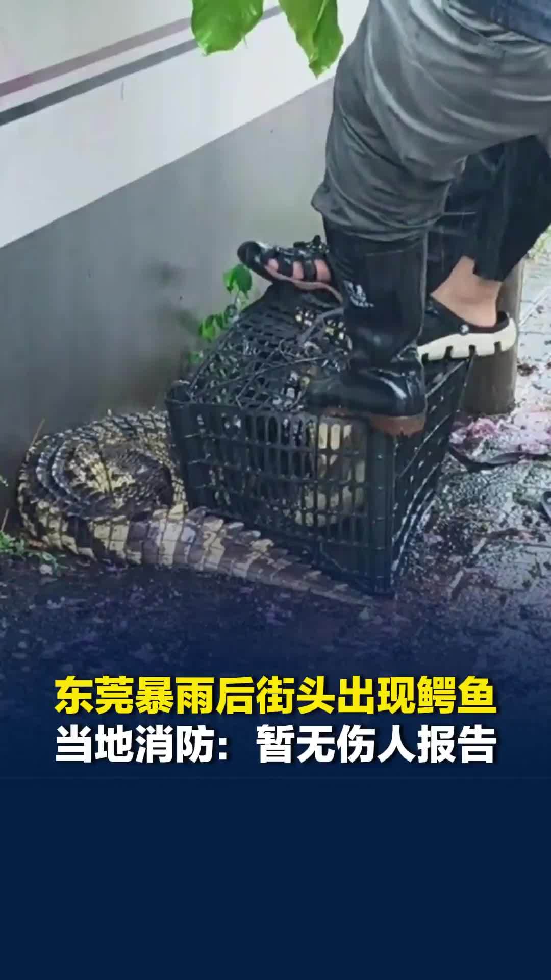 东莞暴雨后街头出现鳄鱼，一只被控制拖走，另一只仍在搜寻，当地暂无伤人报告