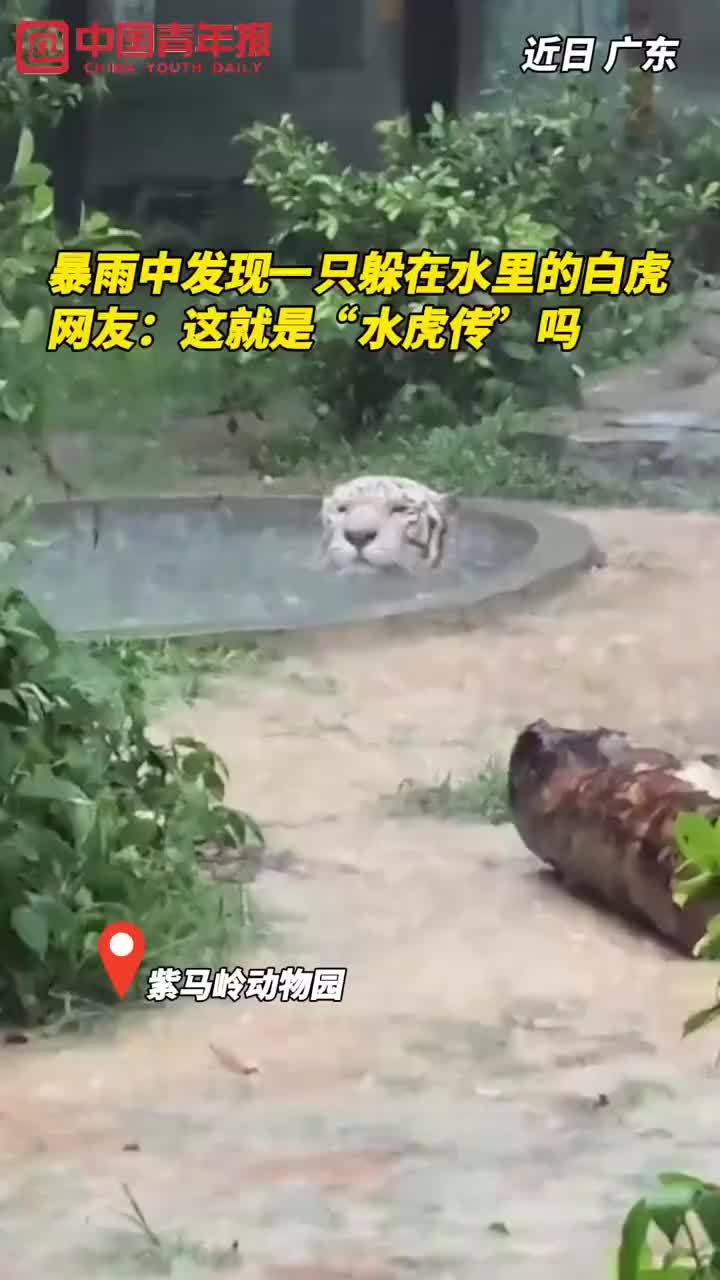 广东一动物园暴雨中上演水虎传