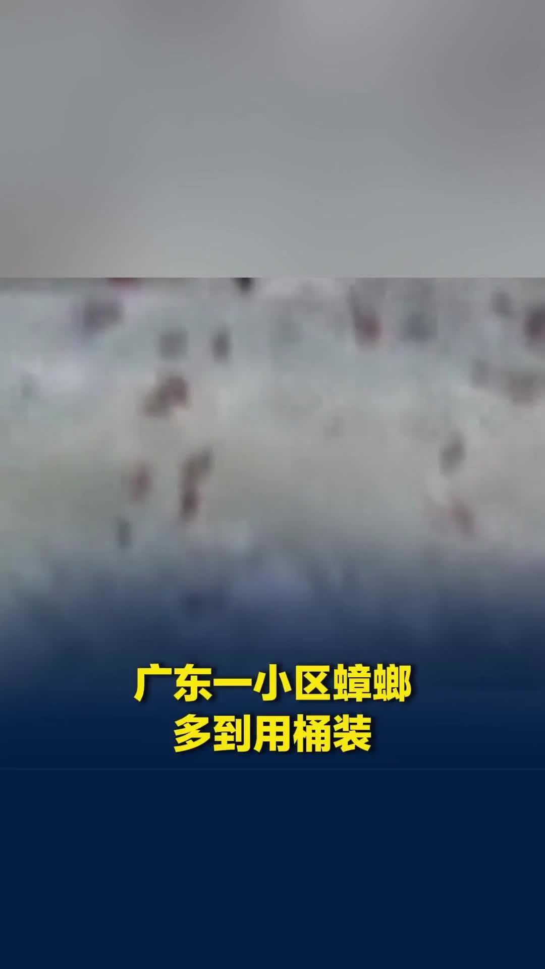 广东一小区蟑螂集体出没，多到用桶装，社区回应：因持续降雨环境湿热所致，将定期消杀