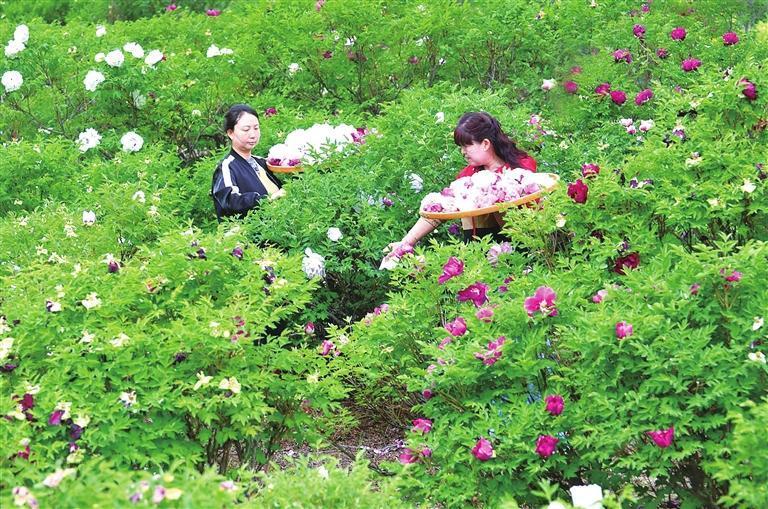 花农采收牡丹花 兰州新区报记者 祁瑞龙 摄