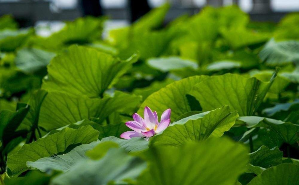 碧荷连天映日红 明湖荷花进入“高光时刻”