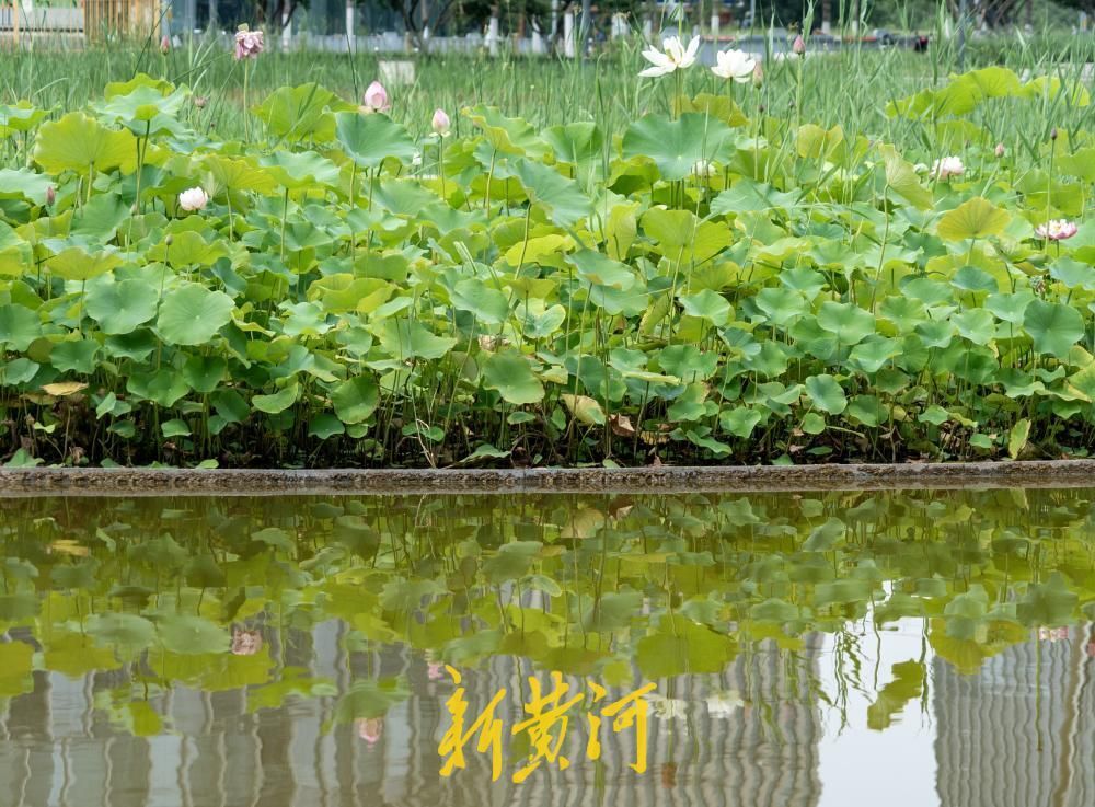 夏至荷韵！济南CBD风景独好