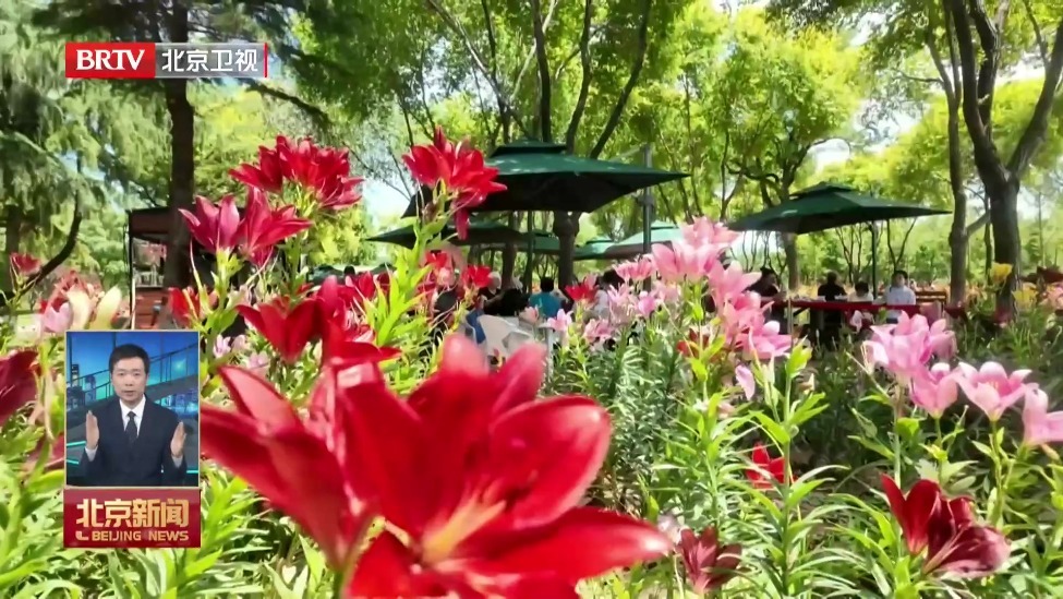 端午假期鲜花盛放 京城公园绘就夏日美景