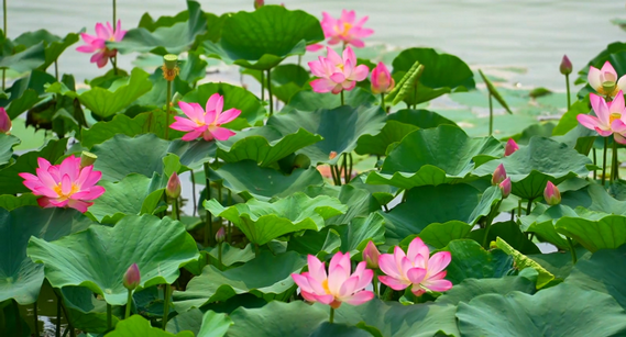 山东成武：湖光荷色映夏韵