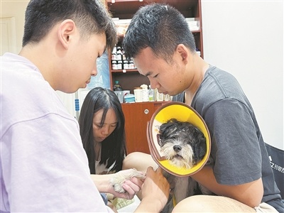 雷恒在给宠物看病