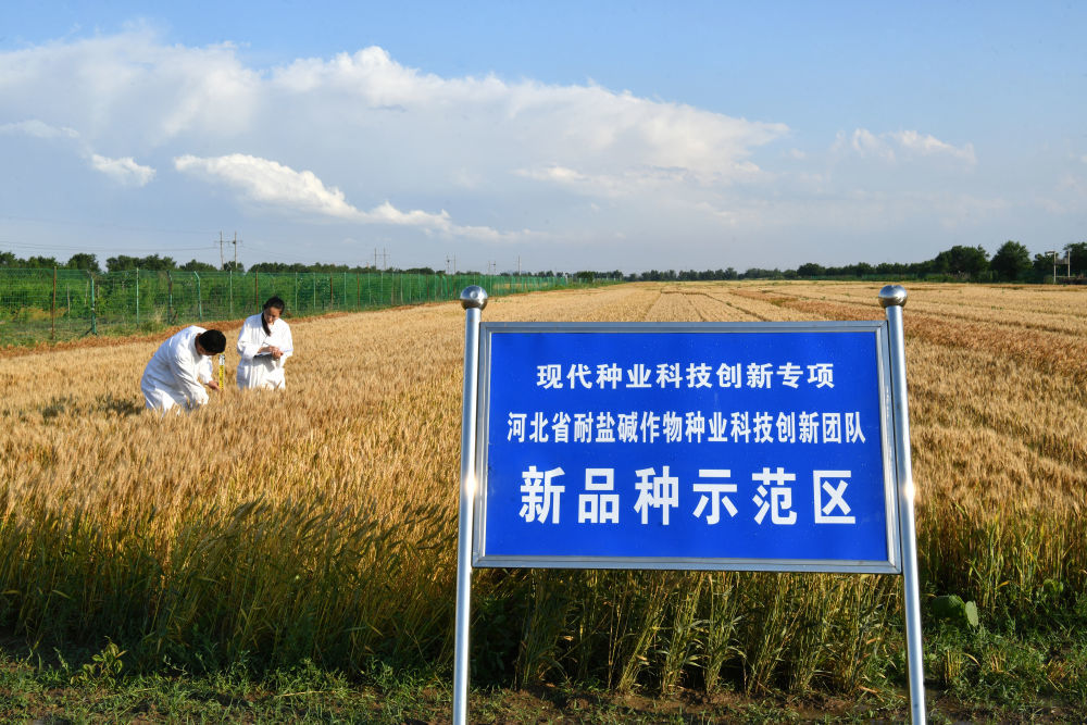 2026年6月4日，农技人员在河北沧州一处旱碱麦试验田里调查小麦性状。（受访者供图）