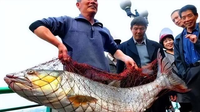 三峡大坝蓄水近22年，成了鱼类的天堂，如今里面最大的鱼有多大？