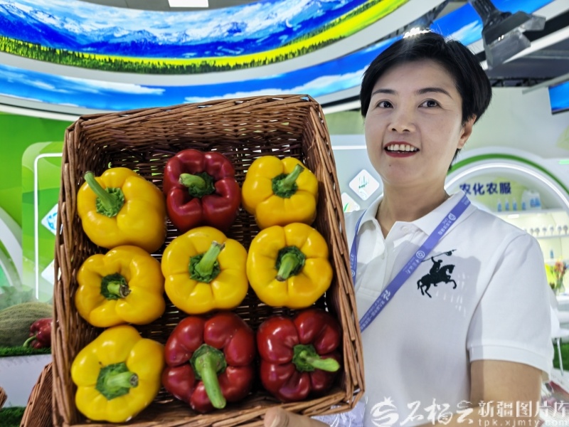 6月25日，在第九届中国—亚欧博览会上，新疆农牧业投资（集团）有限责任公司工作人员向记者展示在墨玉县种植的彩椒。石榴云/新疆日报记者 蔡增乐摄
