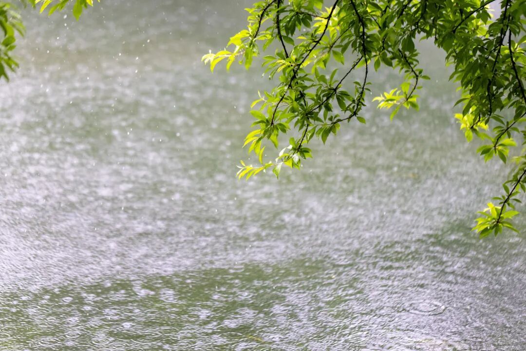 千库网_下雨天湖边绿叶清新唯美_摄影图编号21129560(1).jpg