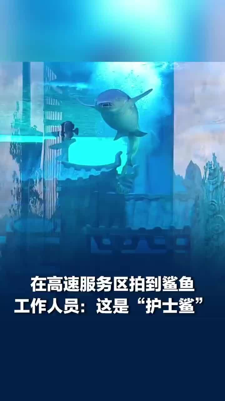 浙江一高速服务区14米大鱼缸惊现活鲨鱼