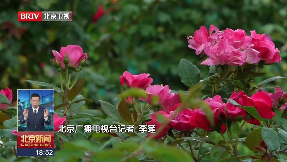 暑期花开 北京环路月季再绽放