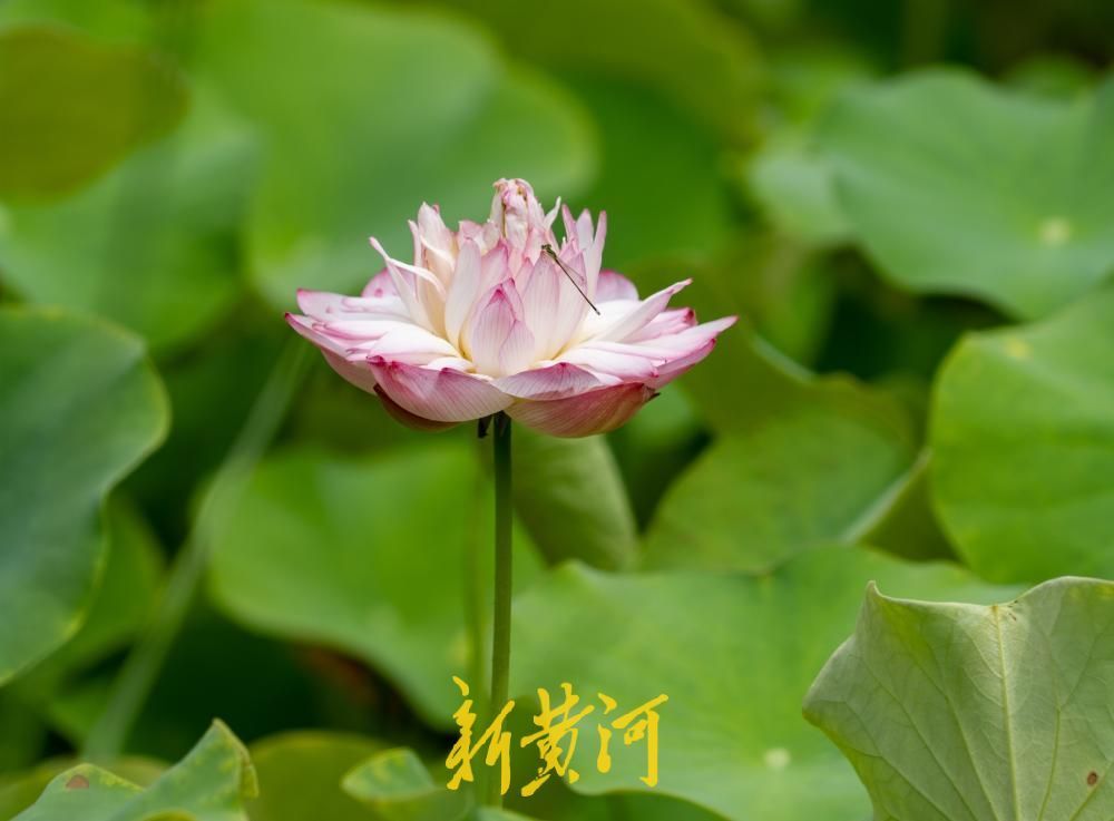 夏至荷韵！济南CBD风景独好