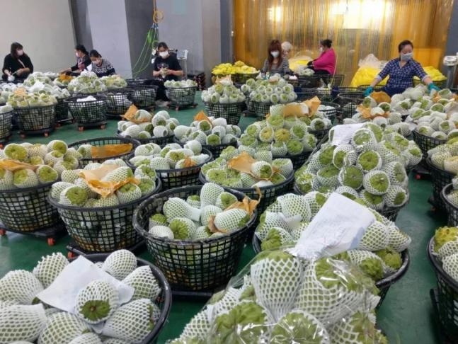 台陆委会副主委梁文杰称“台湾人几乎不吃凤梨释迦”,引发台东农民反弹。图源:台湾联合新闻网资料图