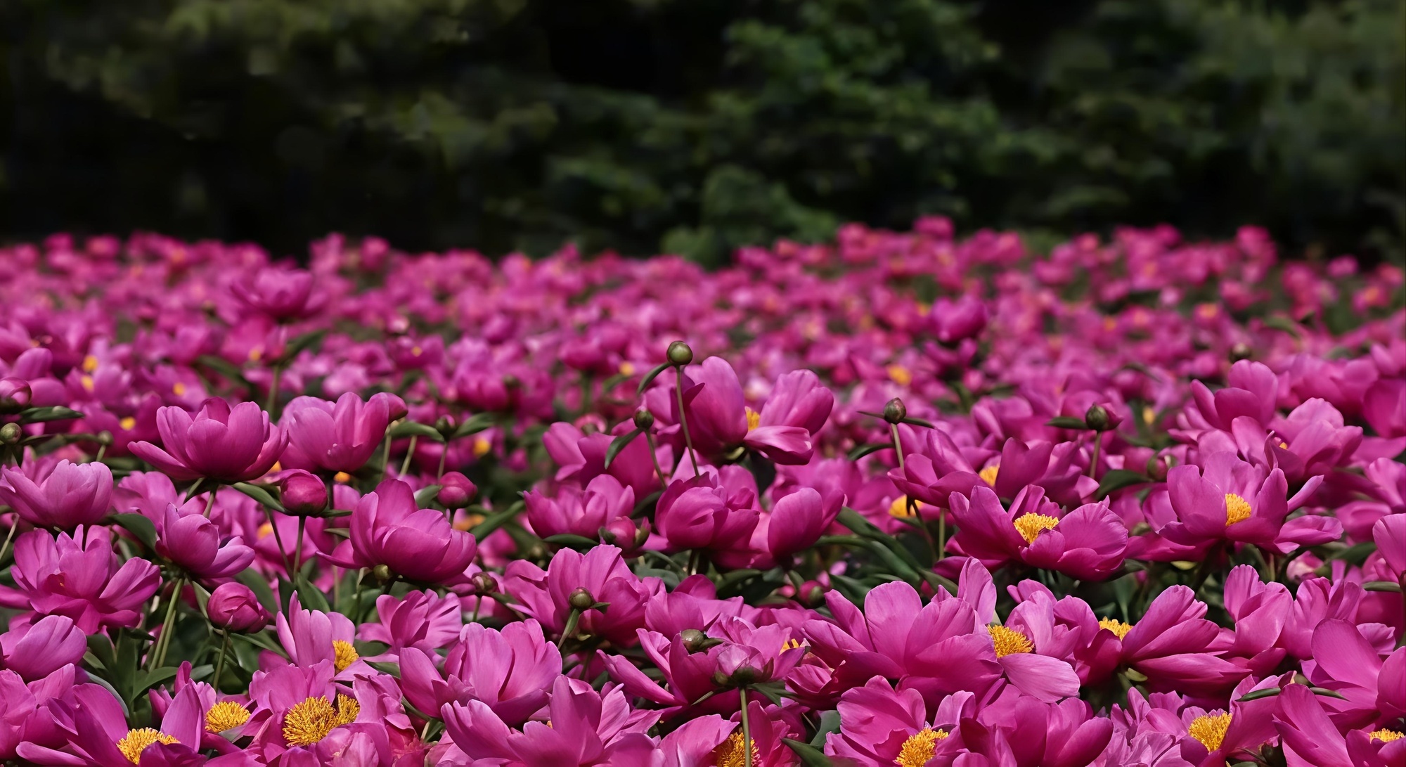 吉林通化：芍药花开