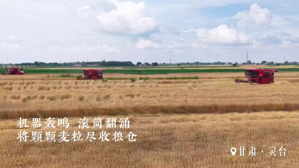 甘肃灵台：金色麦浪迎丰收　田间地头收割忙