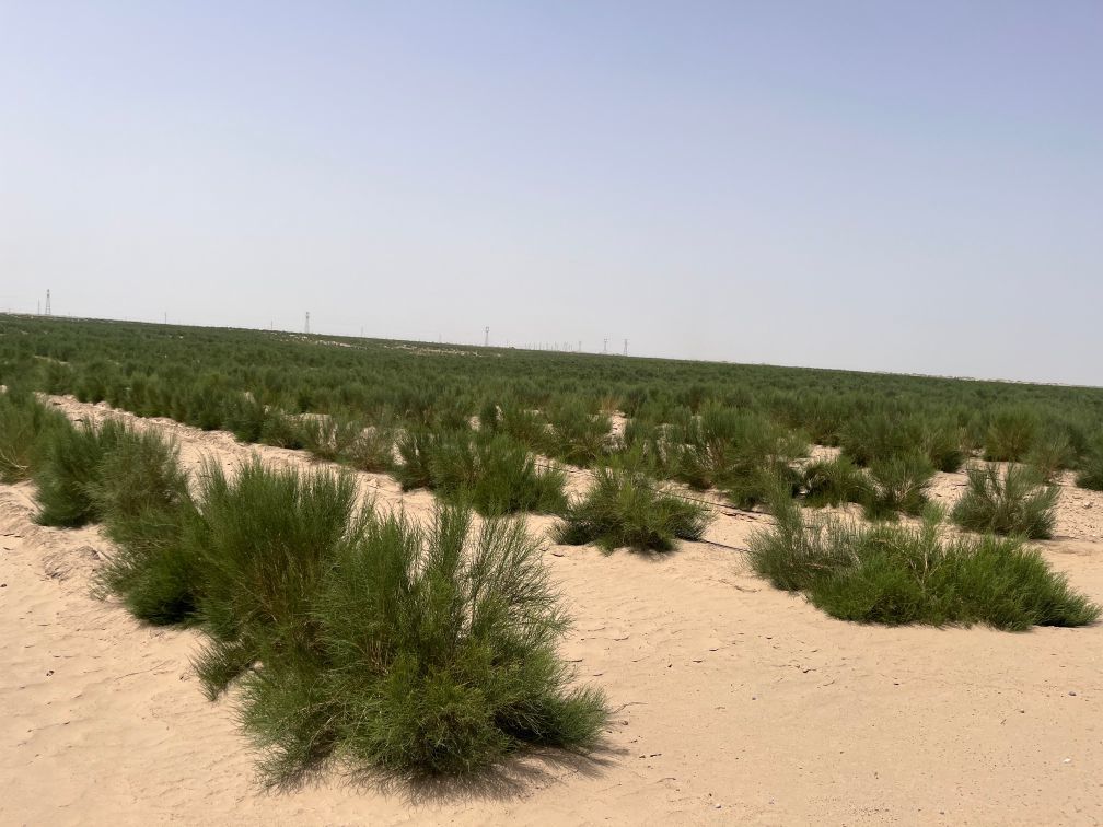 新疆阿克苏地区沙雅县盖孜库木乡防沙治沙综合示范区种植的梭梭 新华社记者 杨林 摄