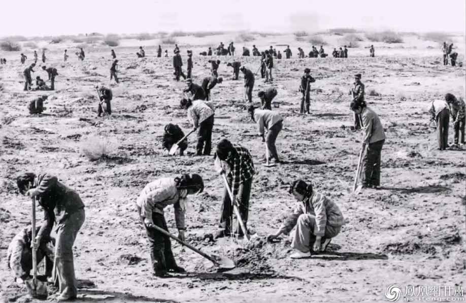 上世纪七十年代金塔潮湖林场干部职工植树的场景　中共金塔县委宣传部供图