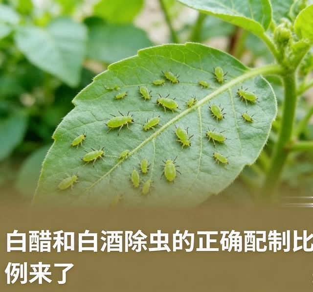 白醋+白酒是除虫王！比例配辞别全空费 老花农藏配方 喷一次管一月