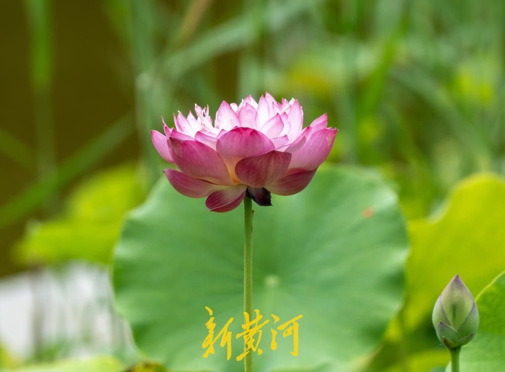 夏至荷韵！济南CBD风景独好